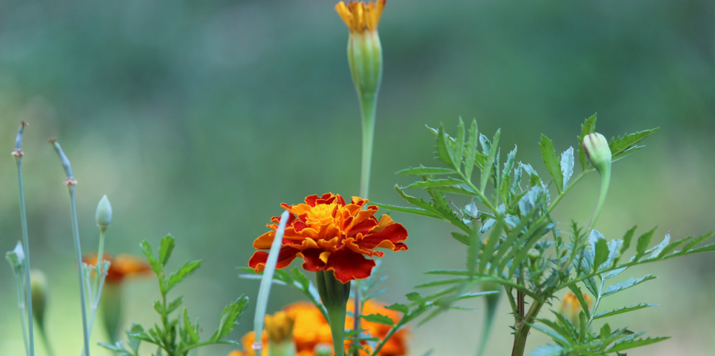 Image of Marigolds and greenery.